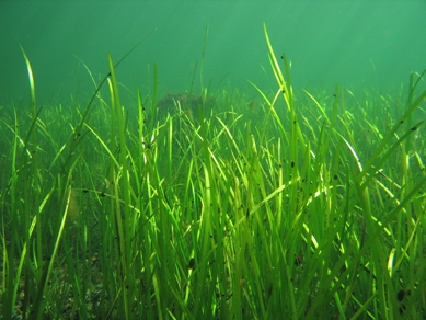 Coastal Seagrasses Store Two Times More Carbon Than Forests - The Green 