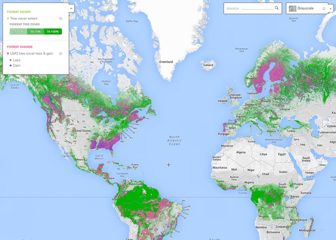 Global forest watch что это