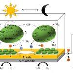 How to Build a Biogas Plant